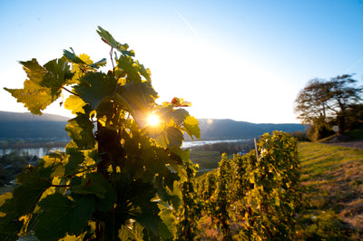 Weingut Josten & Klein I wijndomein in de kijker